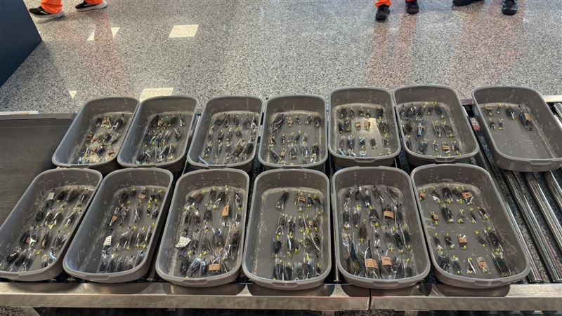 小三通旅客藏248隻甲蟲 當場查獲函送