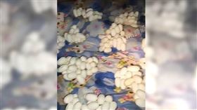 大陸江西一名男子自稱外出工作半年，返家驚見屋內都是蛇蛋，引發網友熱烈討論。（圖／翻攝自微博／都市頻道）