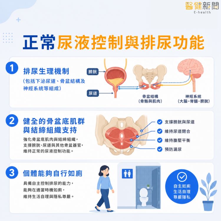 黃柏仁提及，人體若要維持正常尿液控制與排尿功能，必須仰賴完整的排尿生理機制，若任一功能老化或受損，就可能引發尿失禁症狀。（圖／醫健新聞網提供）