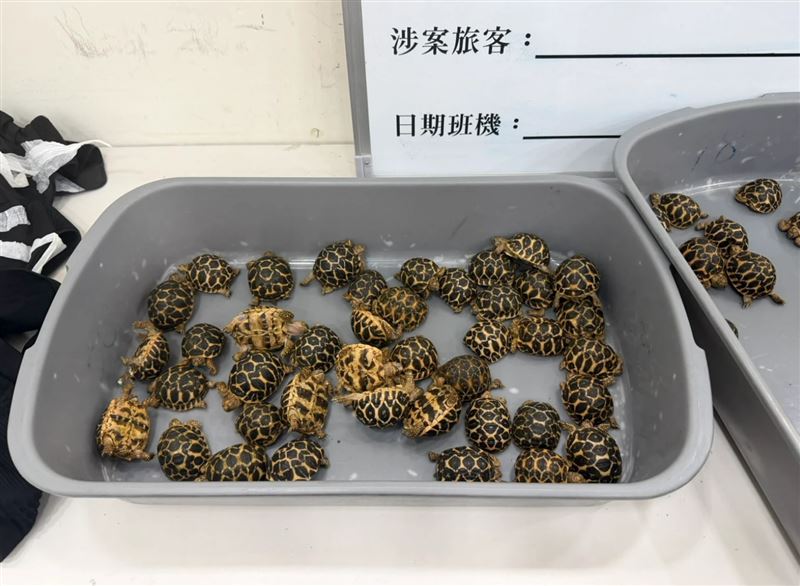 男子把70隻星龜用膠帶綁在胯下搭機回台闖關入境。（圖／翻攝畫面）