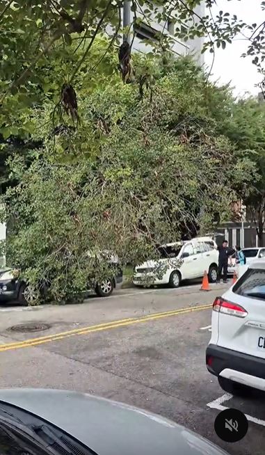 台中西屯區深夜下起一場暴雨，人行道路樹突然倒塌，波及2輛車。（圖／翻攝自Threads @inofinefine0719）
