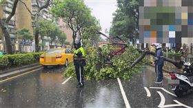 台北市信義區忠孝東路、永吉路口今（25日）上午有路樹因暴雨緣故發生倒塌。（圖／翻攝畫面）