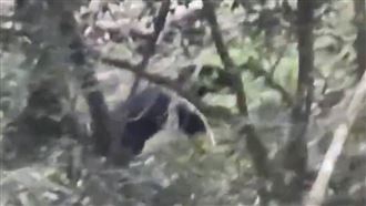 壯碩黑熊現身南橫　駕駛禮讓穿越馬路