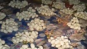 半年沒回家…男子返家驚見「屋內堆滿百顆蛇蛋」　頭皮發麻畫面曝光（圖／翻攝自微博 ＠都市頻道）
