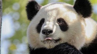 為何肉食動物不敢惹貓熊？看看牠古代叫啥