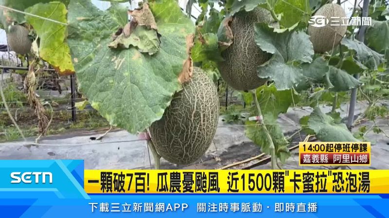 卡蜜拉哈密瓜香甜可口