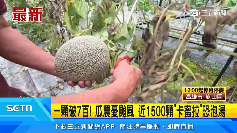 瓜農急著先採收部分哈密瓜