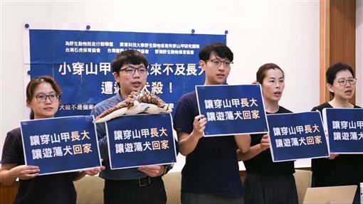 小穿山甲疑遭犬殺！動保籲：禁放養犬隻