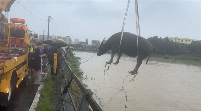耗時3小時，才將第一隻牛從溪中救出。（圖／竹縣流浪動物珍愛協會提供）
