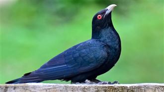中國歌頌的杜鵑鳥，為何是公認最卑鄙的鳥