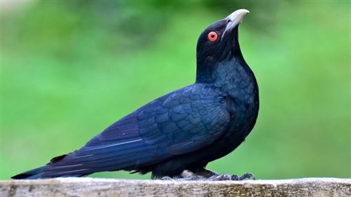 中國歌頌的杜鵑鳥，為何是公認最卑鄙的鳥