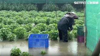 雲林葉菜類災損逾7成　衝擊市場蔬菜供應