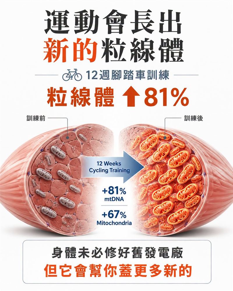 研究發現，連續12週的溫和有氧運動，可讓粒線體數量暴增67%、肌肉粒線體DNA總量狂增81%、心肺耐力進步26%。（圖／取自「一分鐘健身教室」粉專)