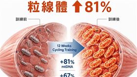 研究發現，連續12週的溫和有氧運動，可讓粒線體數量暴增67%、肌肉粒線體DNA總量狂增81%、心肺耐力進步26%。（圖／取自「一分鐘健身教室」粉專)
