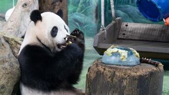 大貓熊圓寶今生日　動物園送上冰蛋糕慶生