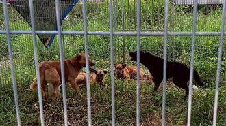 嘉義仁義潭成棄養聖地　超過千隻浪犬流竄