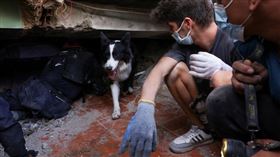 委內瑞拉地震過後，一隻搜救犬在倒塌建築的廢墟中尋找可能的生還者。（圖／達志／路透社）