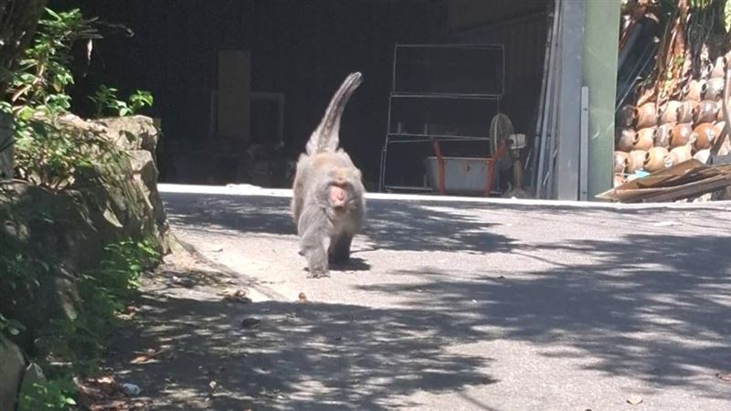 桃園龜山婦人遭獼猴攻擊，腰部被撕咬大塊傷口不斷滲血。（圖／翻攝畫面）