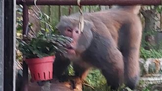 獼猴闖民宅襲擊婦人！她腰部慘遭撕咬滲血