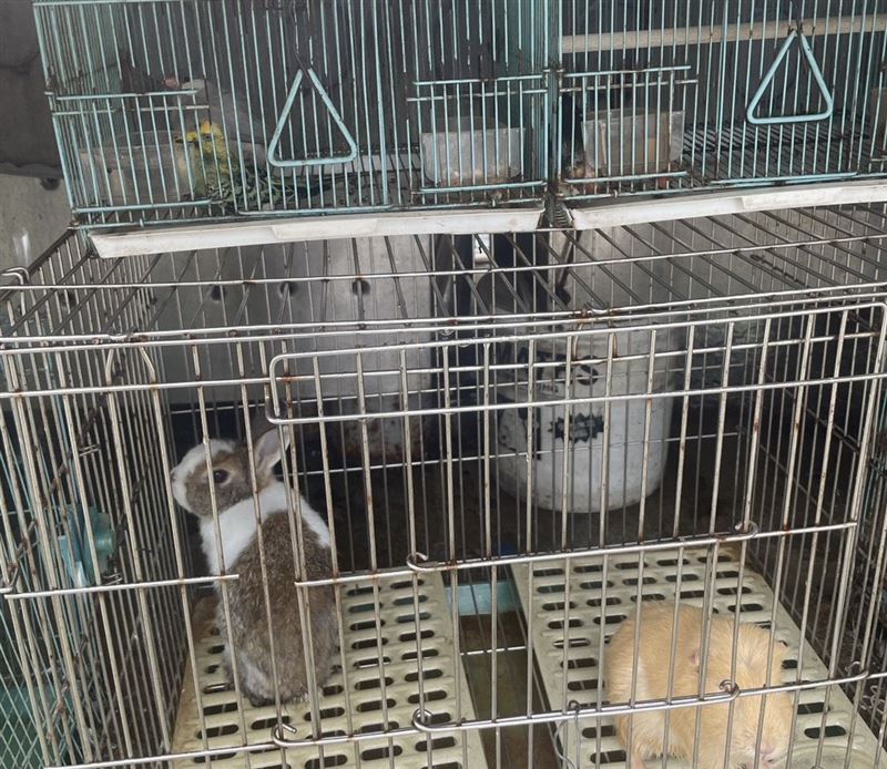 動保處前往稽查後，已將動物們移走安置。（圖／動保處提供）