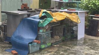 直擊地獄民宅！高雄惡飼主害死無辜鳥