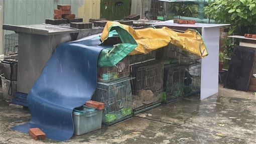 高雄男涉虐動物屢罰不改　動保處放大絕