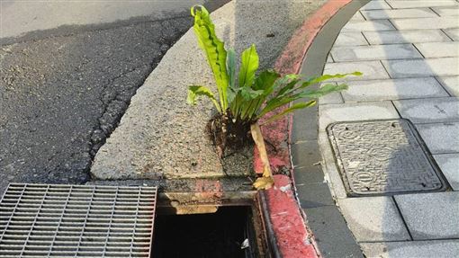下水道臥虎藏龍？北市水溝竟挖出超大山蘇