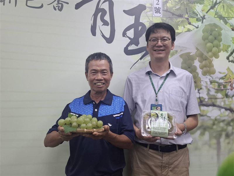 農業部農業試驗所歷經20多年育種，成功推出首個綠皮鮮食葡萄新品種「台農2號－青玉」，較不受高溫影響轉色。（圖／記者周佩怡攝影）