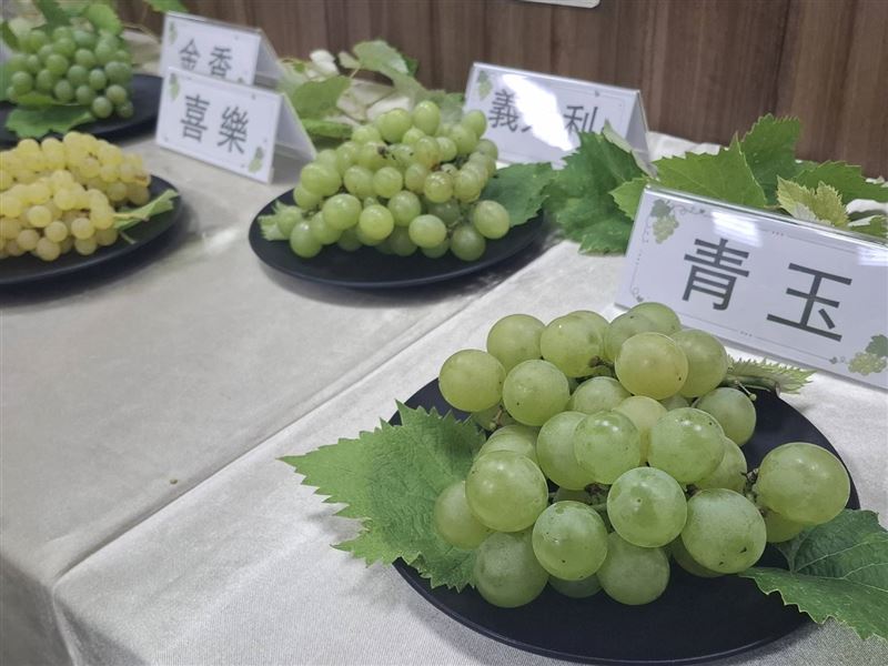 農業部農業試驗所歷經20多年育種，成功推出首個綠皮鮮食葡萄新品種「台農2號－青玉」，較不受高溫影響轉色。（圖／記者周佩怡攝影）