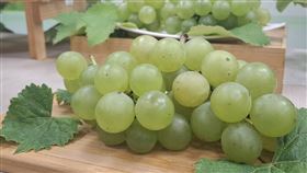 農業部農業試驗所歷經20多年育種，成功推出首個綠皮鮮食葡萄新品種「台農2號－青玉」，較不受高溫影響轉色。（圖／記者周佩怡攝影）