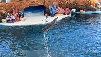 花蓮海洋公園海豚秀落幕　轉型生態展演