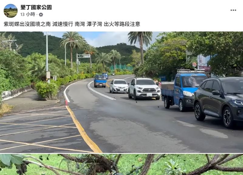 墾丁驚見「萬蝶飛舞」！紫斑蝶大軍湧入南灣，墾管處急呼籲：車速請放慢（圖／翻攝自墾管處FB粉專）