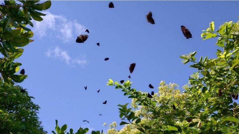 墾丁驚見「萬蝶飛舞」墾管處急籲:開慢點