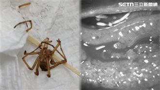 畫面曝！毒蛛2斷肢插眼球…櫃姐包屍求救