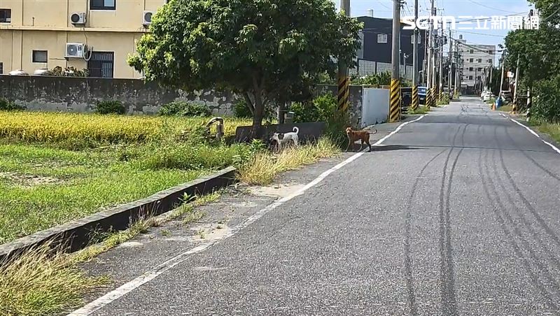 彰化市水尾二路附近流浪犬氾濫,經常有追人車行為,附近住戶人心惶惶。(圖/翻攝畫面)