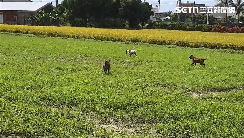 彰化市水尾二路附近流浪犬氾濫,經常有追人車行為,附近住戶人心惶惶。(圖/翻攝畫面)