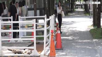 天價傘被迫搬家？南港1024、1027樹遭移植