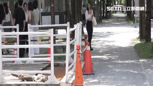 天價傘被迫搬家？南港1024、1027樹遭移植