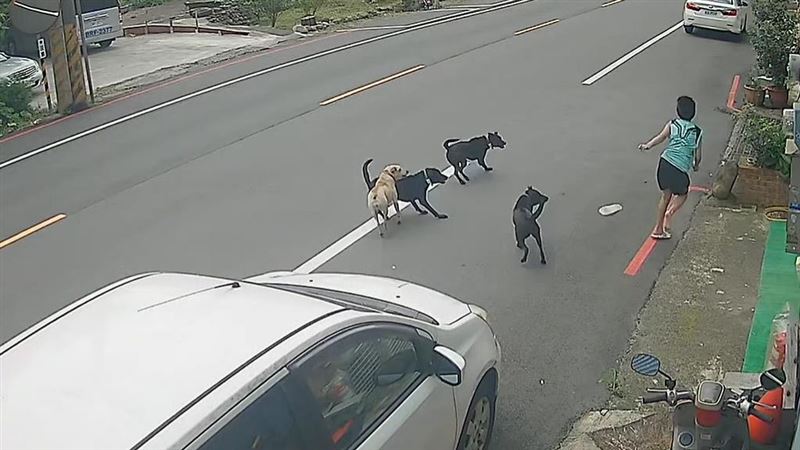 桃園楊梅一名男童遭4犬隻追趕撕咬，男童嚇得尖聲大叫，過程中還重摔在地。（圖／翻攝畫面）