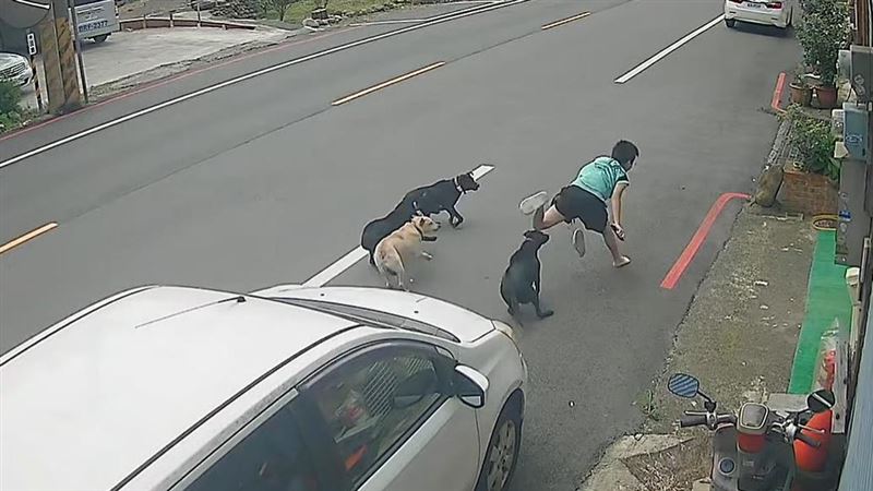 桃園楊梅一名男童遭4犬隻追趕撕咬，男童嚇得尖聲大叫，過程中還重摔在地。（圖／翻攝畫面）