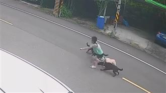 桃園男童遭犬隻撕咬！網友怒了：太扯了吧