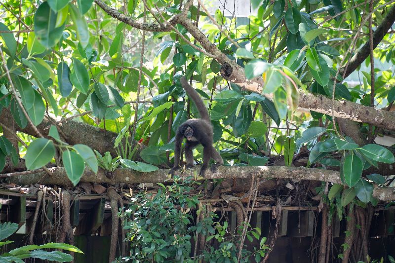 台北市立動物園4日發生棕蜘蛛猴脫逃事件，園方表示，事件是在群體打鬧時發生，脫逃的Paco已回後場休息，健康狀況良好、沒被霸凌，但仍會持續留意群體互動情形。（台北市立動物園提供）