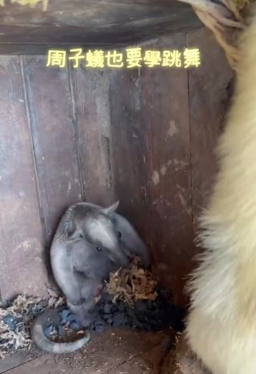 「周子蟻」所在位置並非壽山動物園,而是位於高雄內門山區的「野森動物學校」。(圖/翻攝自野森動物學校IG)