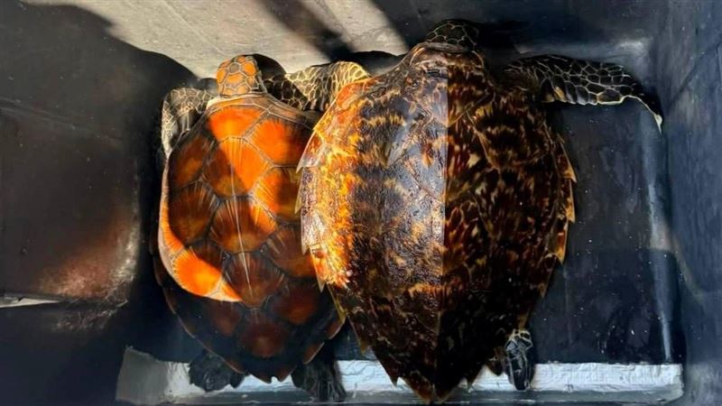 澎湖潛水客救2保育海龜　送收容中心照護