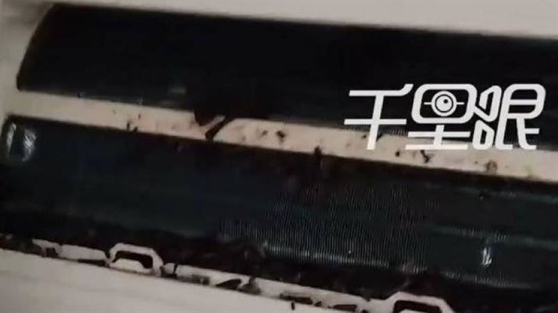 空調竟藏蝙蝠窩！拆機10隻擠成團糞便狂掉
