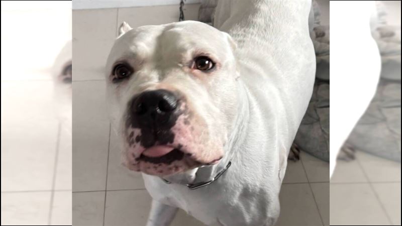 阿根廷杜告犬(Dogo Argentino)。(圖/翻攝畫面)