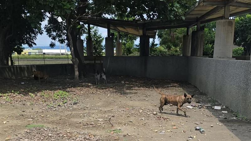 彰化縣傳出多起流浪狗攻擊事件。(圖/民眾提供)
