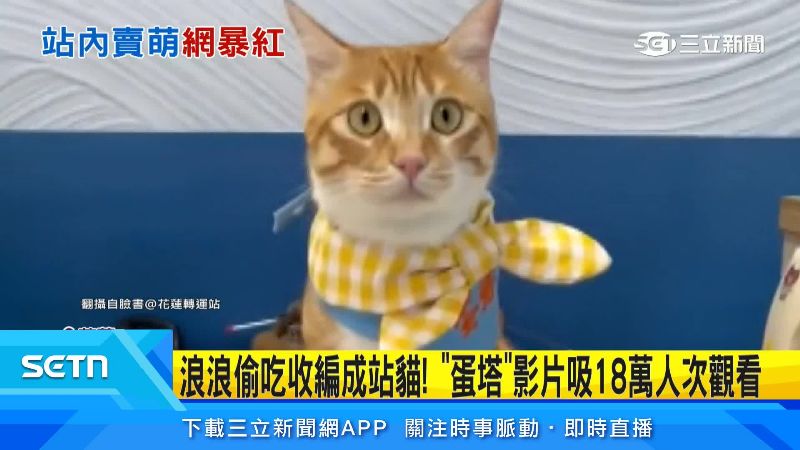 蛋塔是車站最受歡迎的站貓