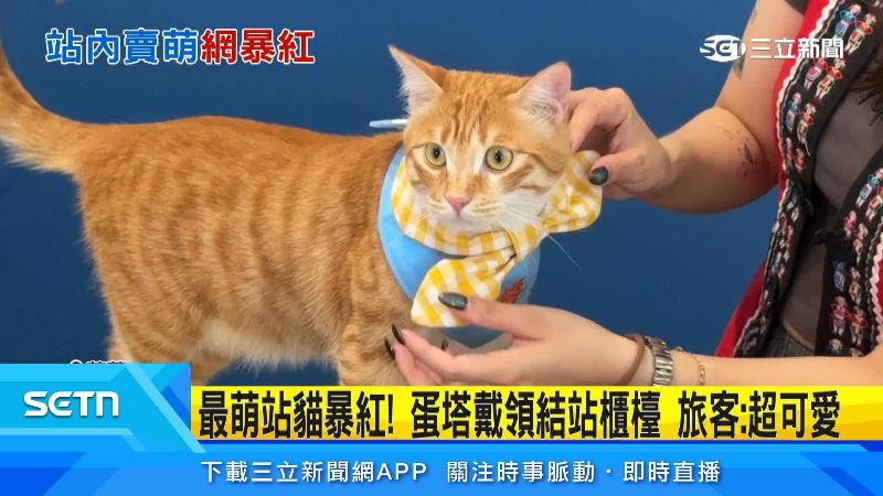 蛋塔原本是隻流浪貓