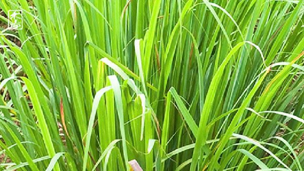 香根草Vetiver Grass禾本科,香根草素具有鎮靜的功效,芳香療法中用來減輕精神緊張。(示意圖/翻攝自農業知識入口網)